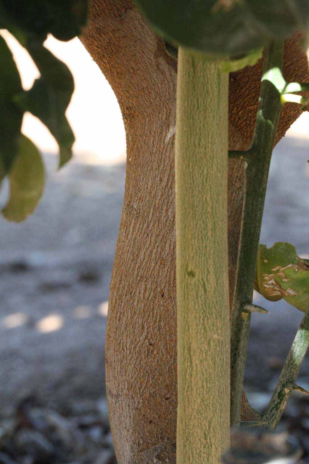              Bark (Bouquet de Fleurs, Riverside, CA)       